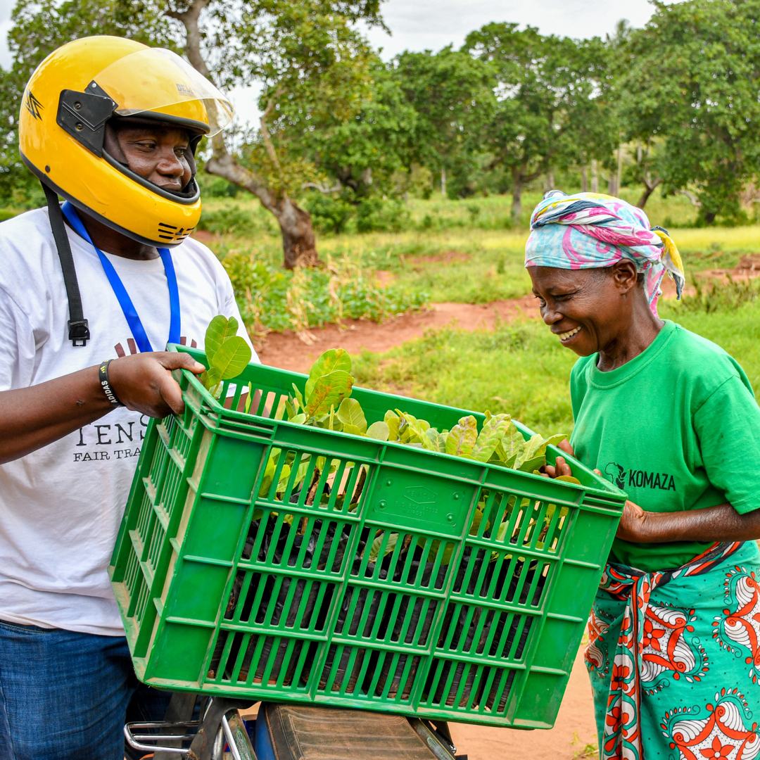 Integra Cashew seedlings distribution Kenya