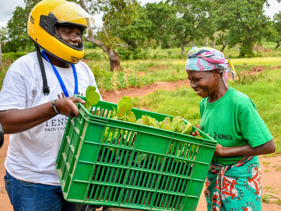 Integra Cashew tree seedling distribution to farmers