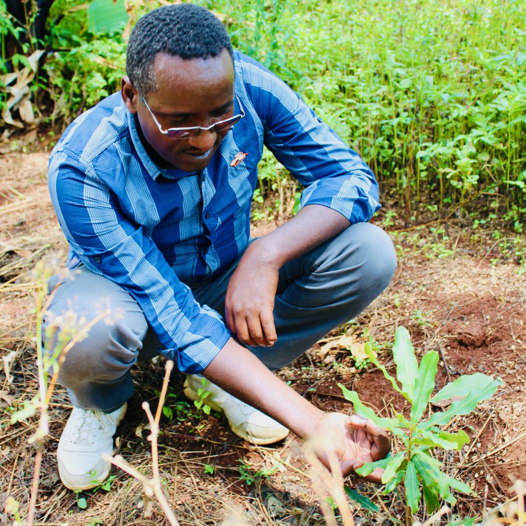 Integra Macadamia trees planting Ethiopia