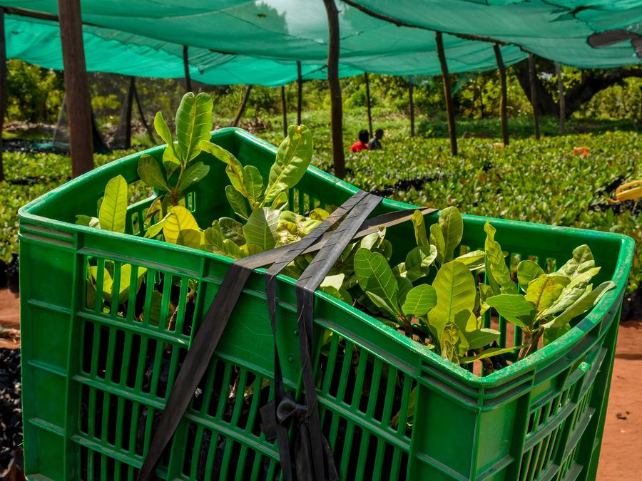 Integra cashew tree nursery Kilifi