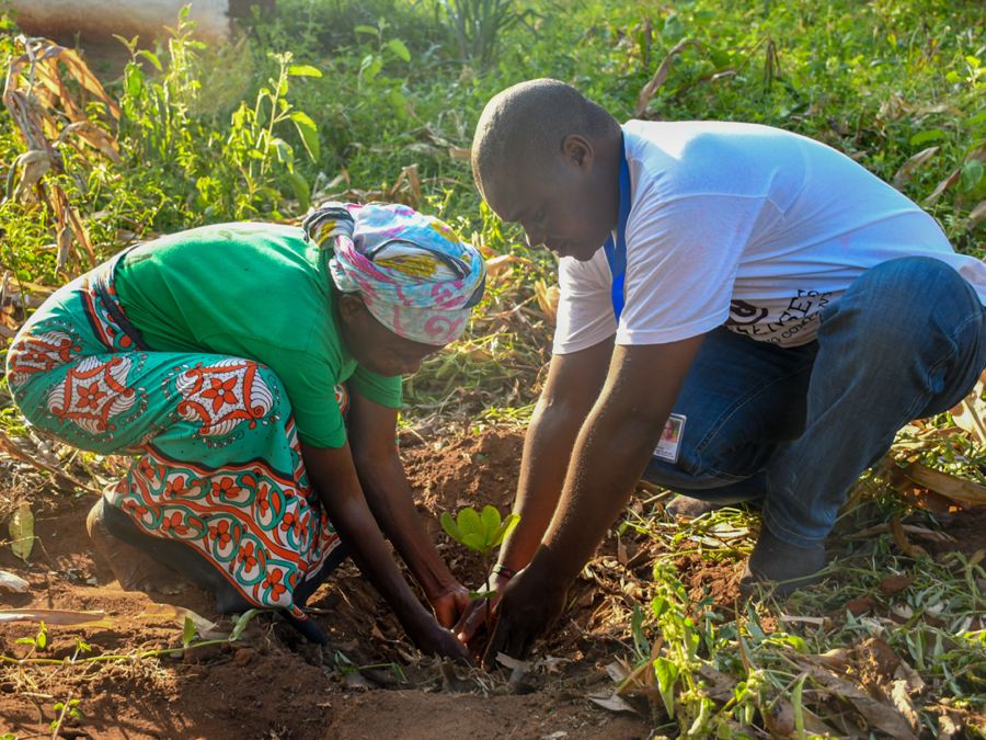 Integra cashew tree planting