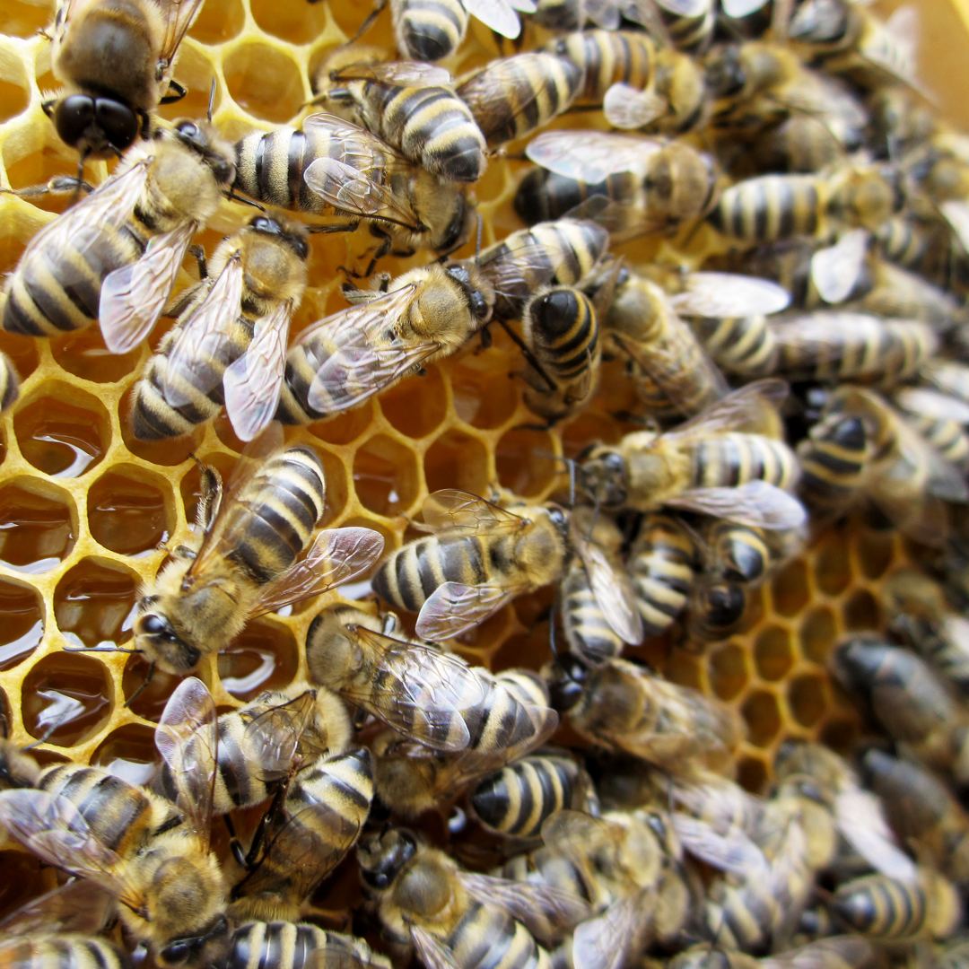beekeeping ethiopia integracoop